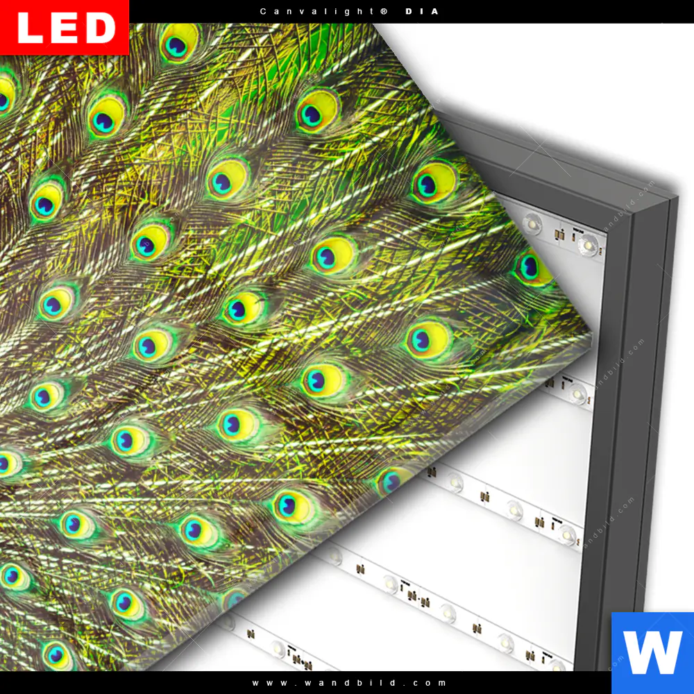 Wechselmotiv Acrylglas Canvalight® DIA | Pfauenschwanz | Hochformat - Image 3