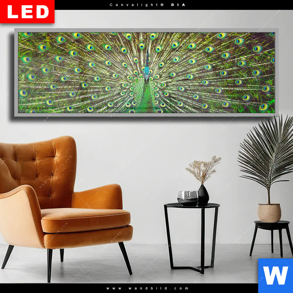 Wechselmotiv Acrylglas Canvalight® DIA | Pfauenschwanz | Panorama