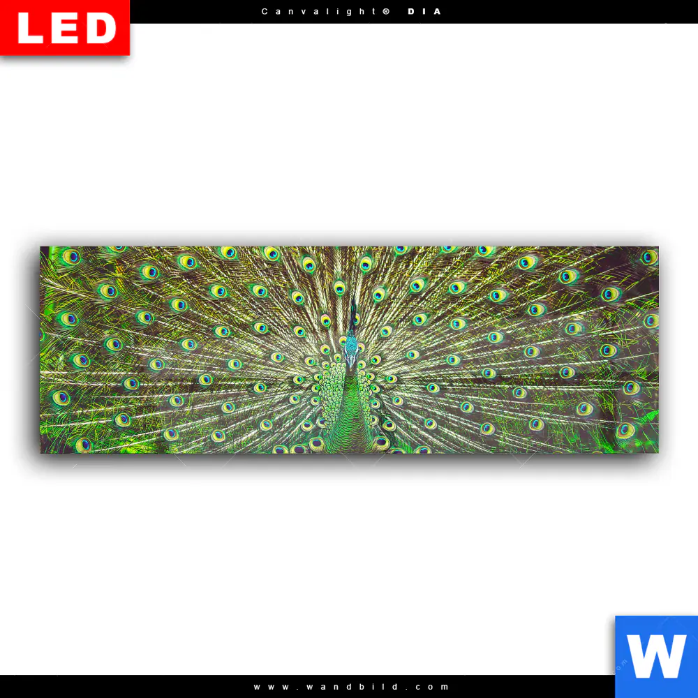 Wechselmotiv Acrylglas Canvalight® DIA | Pfauenschwanz | Panorama - Image 2