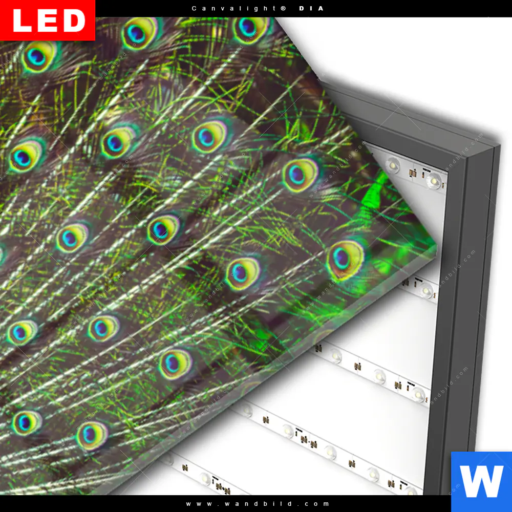 Wechselmotiv Acrylglas Canvalight® DIA | Pfauenschwanz | Panorama - Image 3