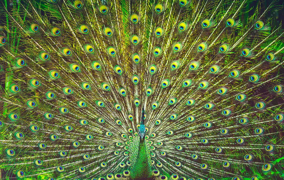 Wechselmotiv Acrylglas Canvalight® DIA | Pfauenschwanz | Panorama - Image 5