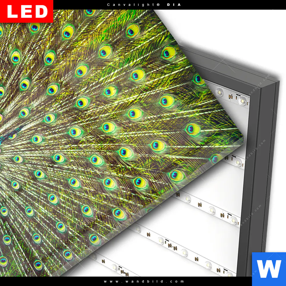 Wechselmotiv Acrylglas Canvalight® DIA | Pfauenschwanz | Quadrat - Image 3