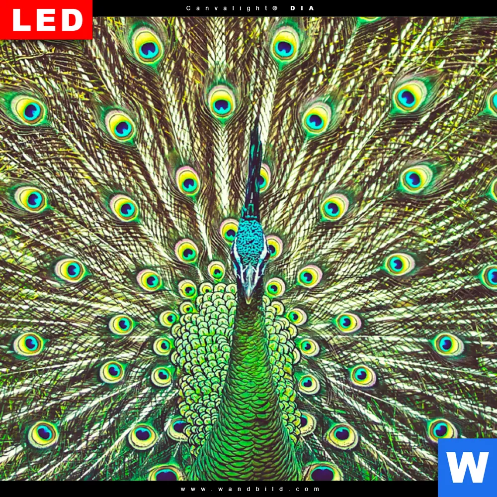 Wechselmotiv Acrylglas Canvalight® DIA | Pfauenschwanz | Quadrat - Image 4