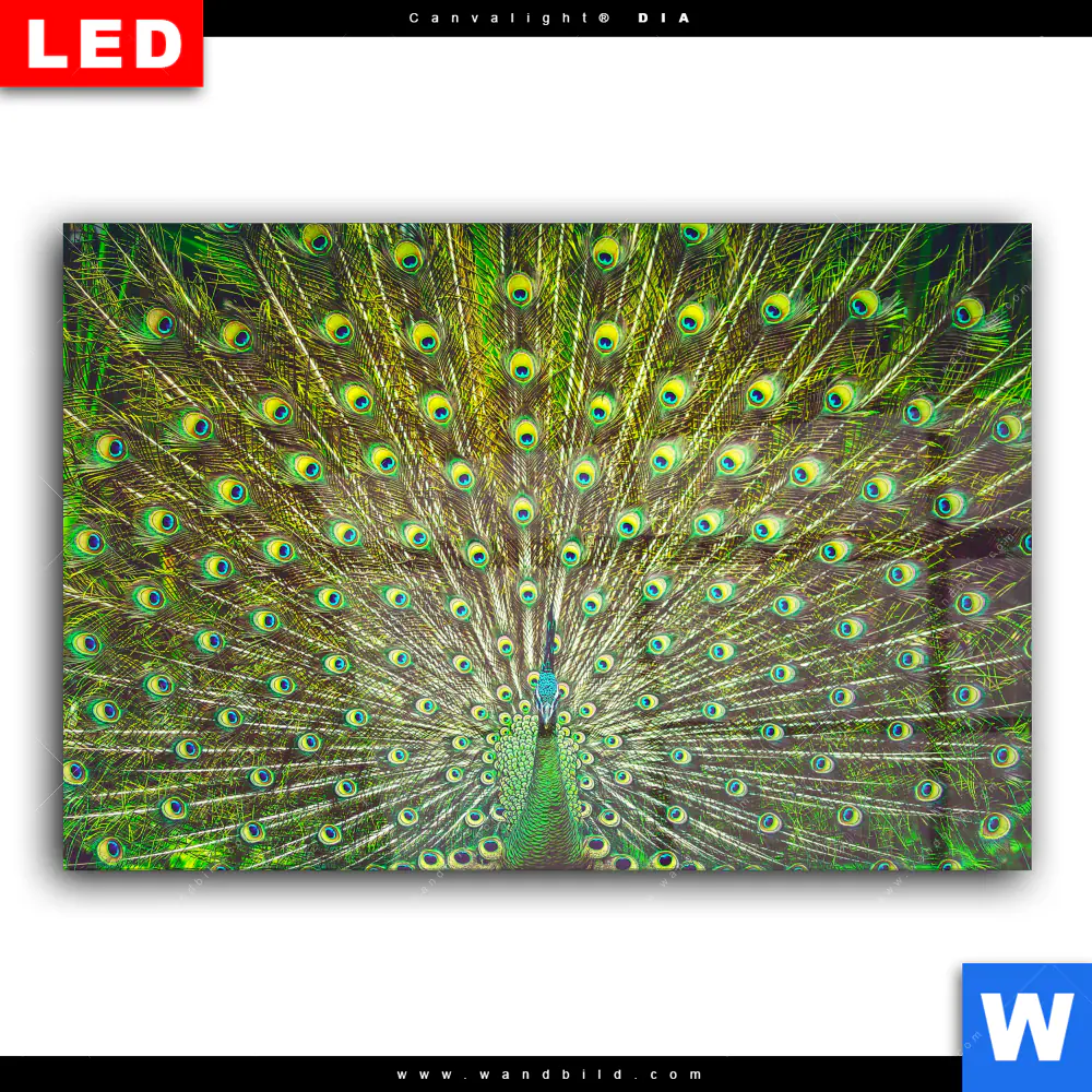 Wechselmotiv Acrylglas Canvalight® DIA | Pfauenschwanz | Querformat - Image 2