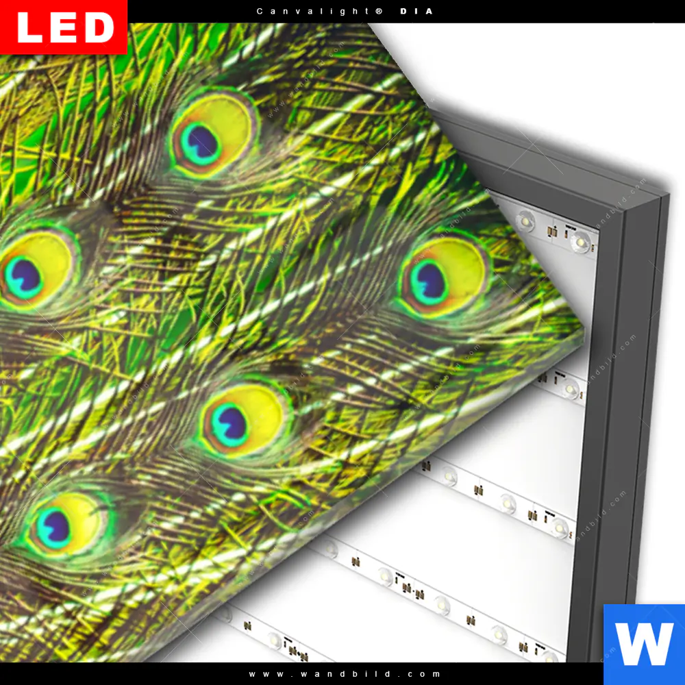 Wechselmotiv Acrylglas Canvalight® DIA | Pfauenschwanz | Schmal - Image 3