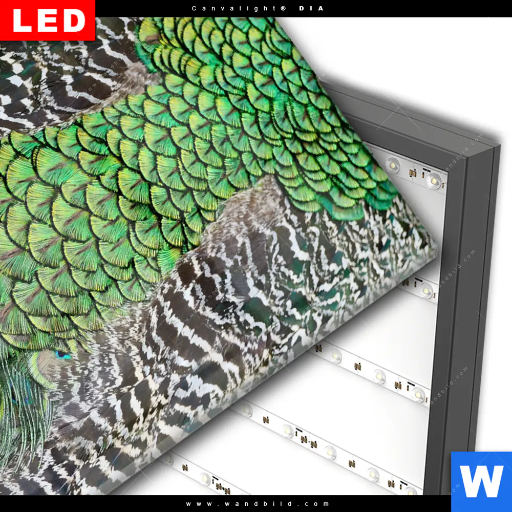 Wechselmotiv Acrylglas Canvalight® DIA | Pfaufedern | Hochformat - Image 3