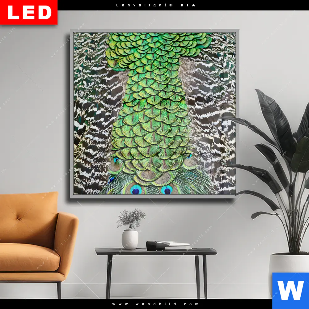 Wechselmotiv Acrylglas Canvalight® DIA | Pfaufedern | Quadrat
