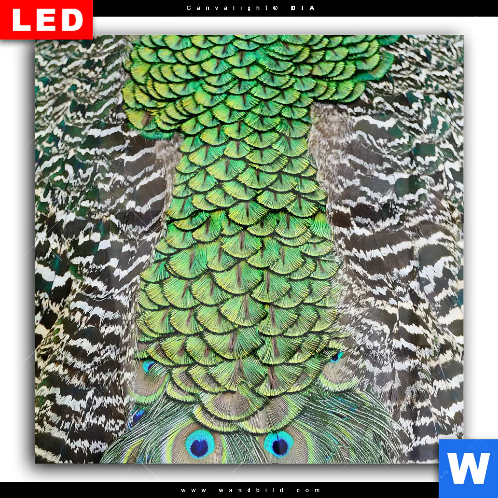 Wechselmotiv Acrylglas Canvalight® DIA | Pfaufedern | Quadrat - Image 2