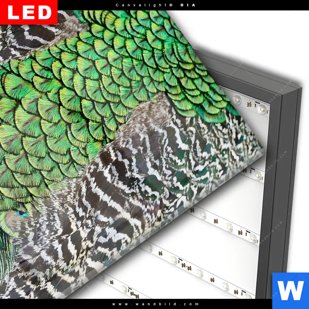 Wechselmotiv Acrylglas Canvalight® DIA | Pfaufedern | Quadrat - Image 3