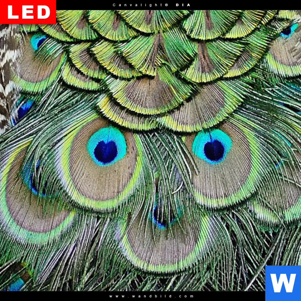 Wechselmotiv Acrylglas Canvalight® DIA | Pfaufedern | Quadrat - Image 4