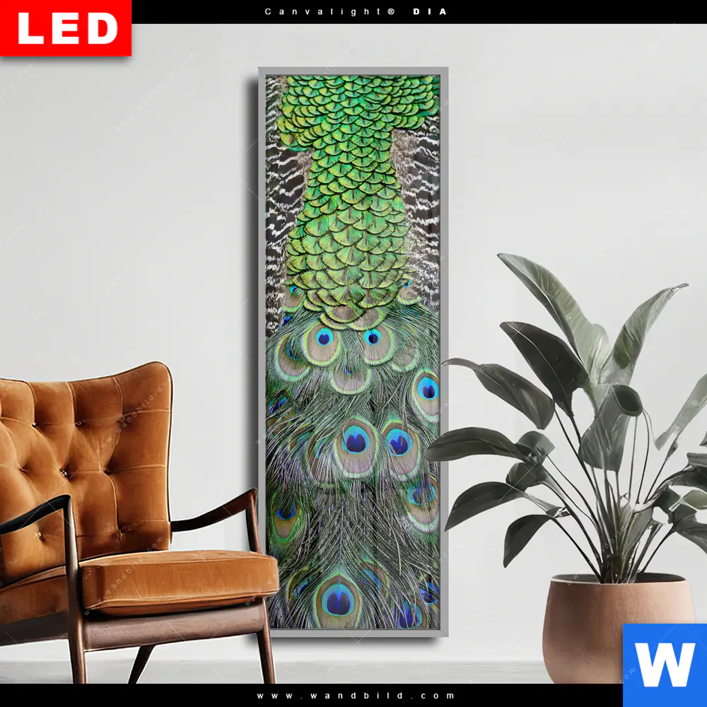 Wechselmotiv Acrylglas Canvalight® DIA | Pfaufedern | Schmal