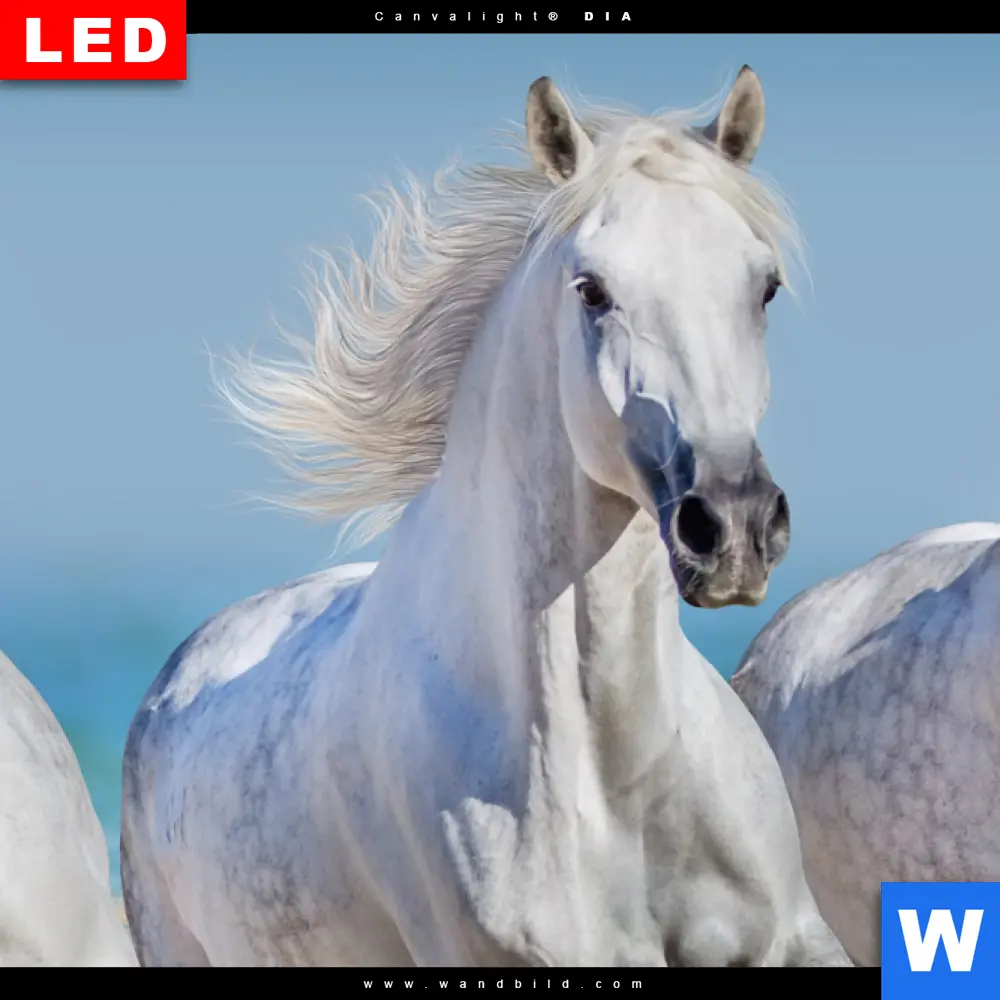 Wechselmotiv Acrylglas Canvalight® DIA | Pferdeherde am Strand | Hochformat - Image 4