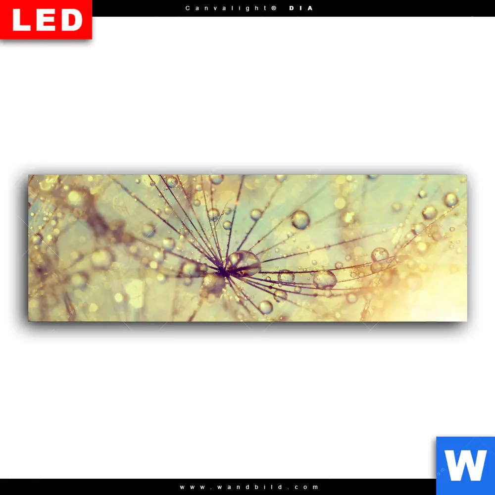 Wechselmotiv Acrylglas Canvalight® DIA | Pusteblume bei Sonnenuntergang | Panorama - Image 2