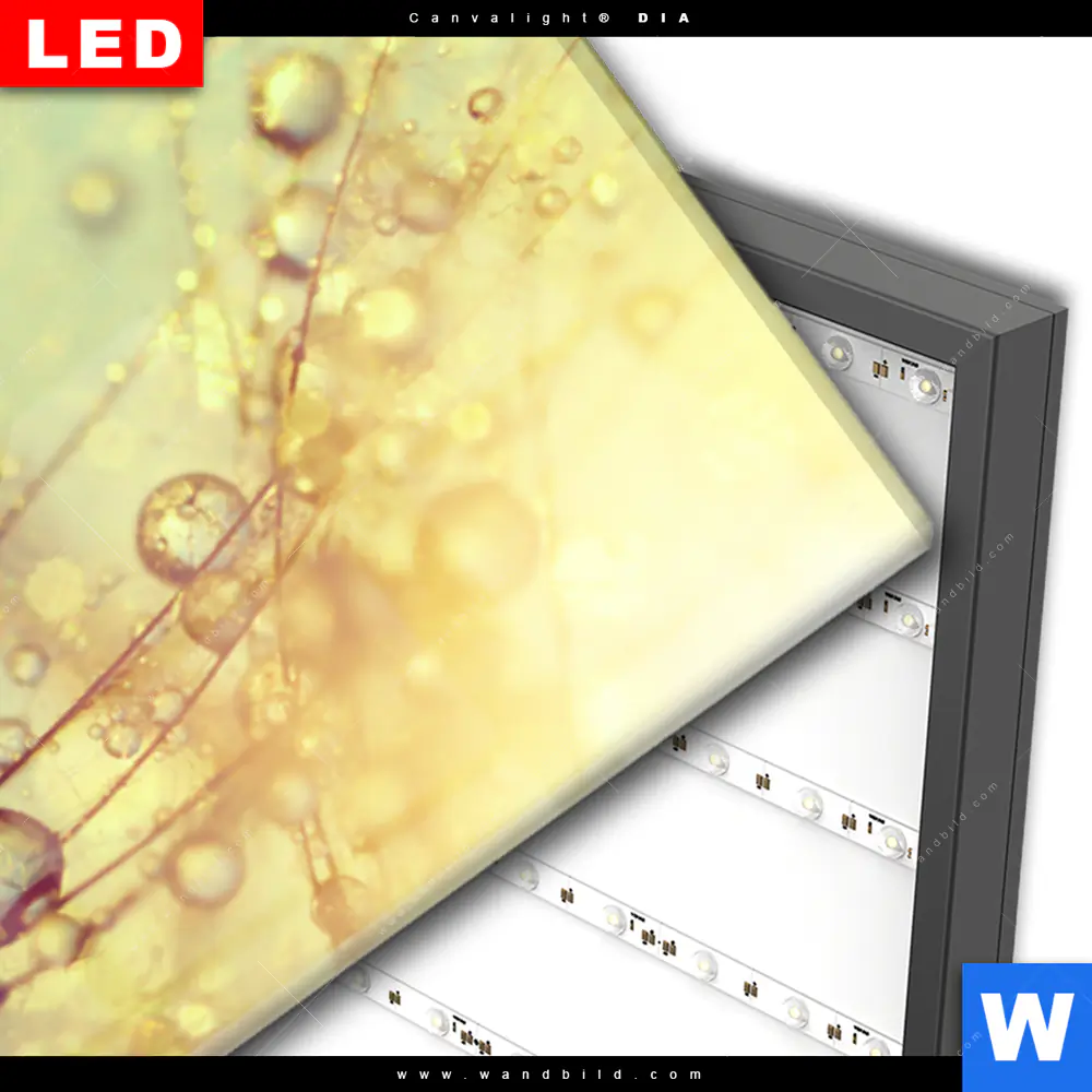 Wechselmotiv Acrylglas Canvalight® DIA | Pusteblume bei Sonnenuntergang | Panorama - Image 3
