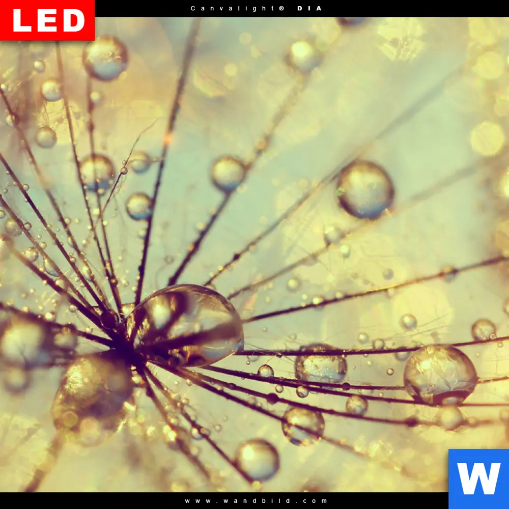 Wechselmotiv Acrylglas Canvalight® DIA | Pusteblume bei Sonnenuntergang | Panorama - Image 4