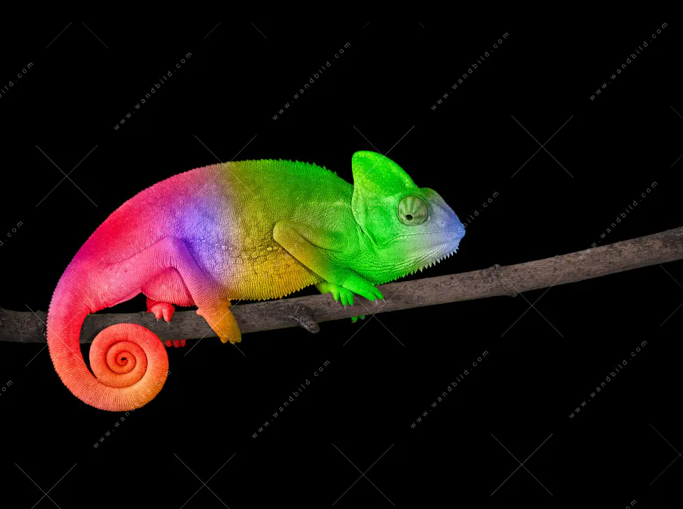Wechselmotiv Acrylglas Canvalight® DIA | Regenbogen Chamäleon | Hochformat - Image 5