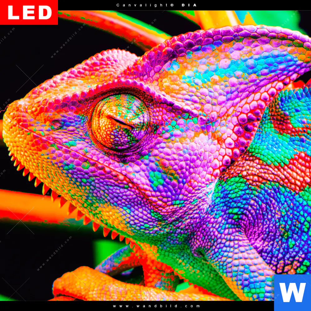 Wechselmotiv Acrylglas Canvalight® DIA | Regenbogen Chamäleon No.2 | Panorama - Image 4