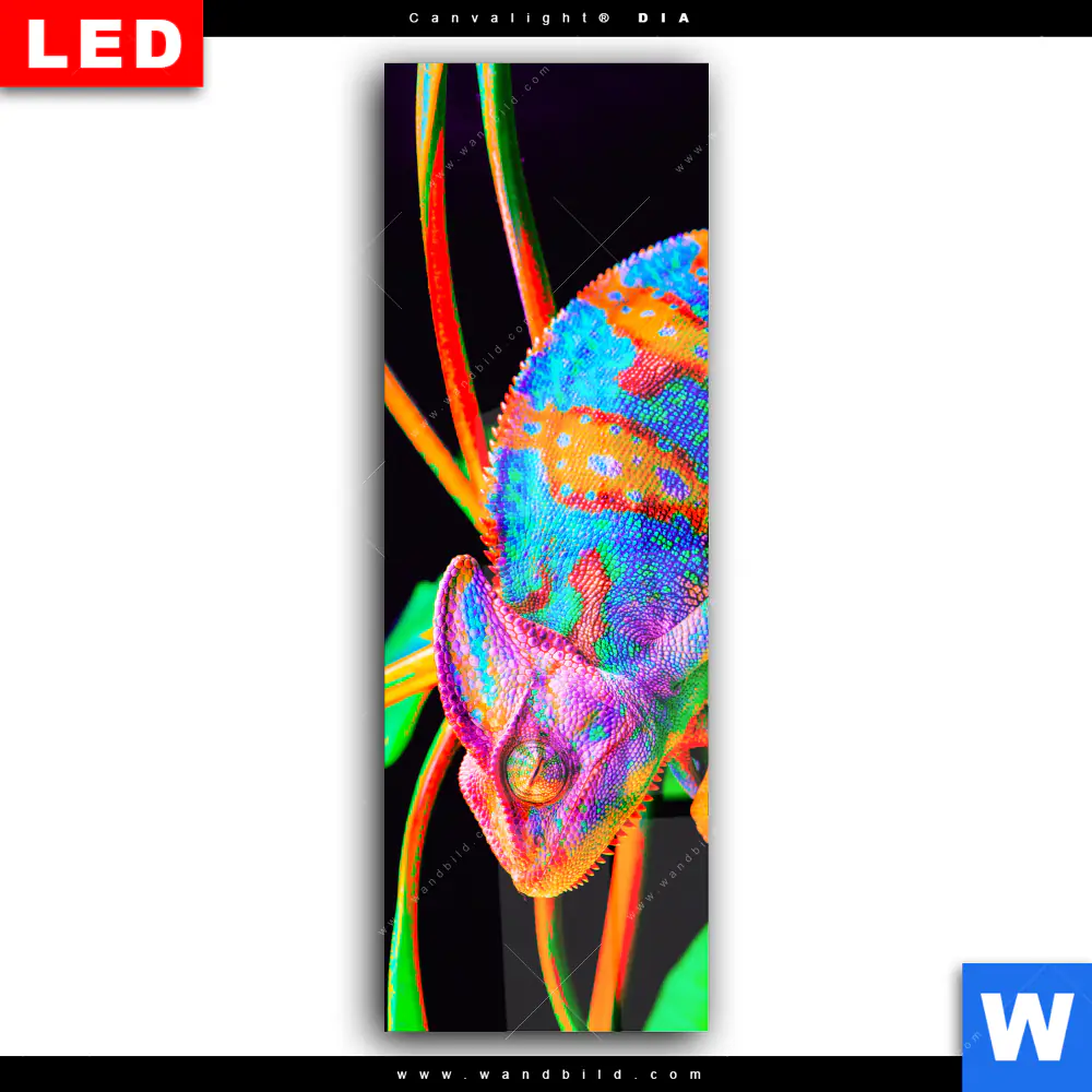 Wechselmotiv Acrylglas Canvalight® DIA | Regenbogen Chamäleon No.2 | Schmal - Image 2