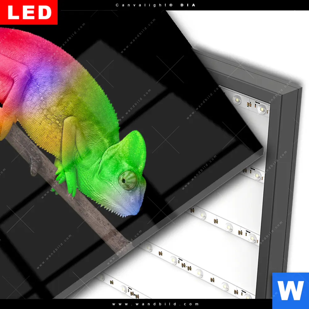Wechselmotiv Acrylglas Canvalight® DIA | Regenbogen Chamäleon | Quadrat - Image 3