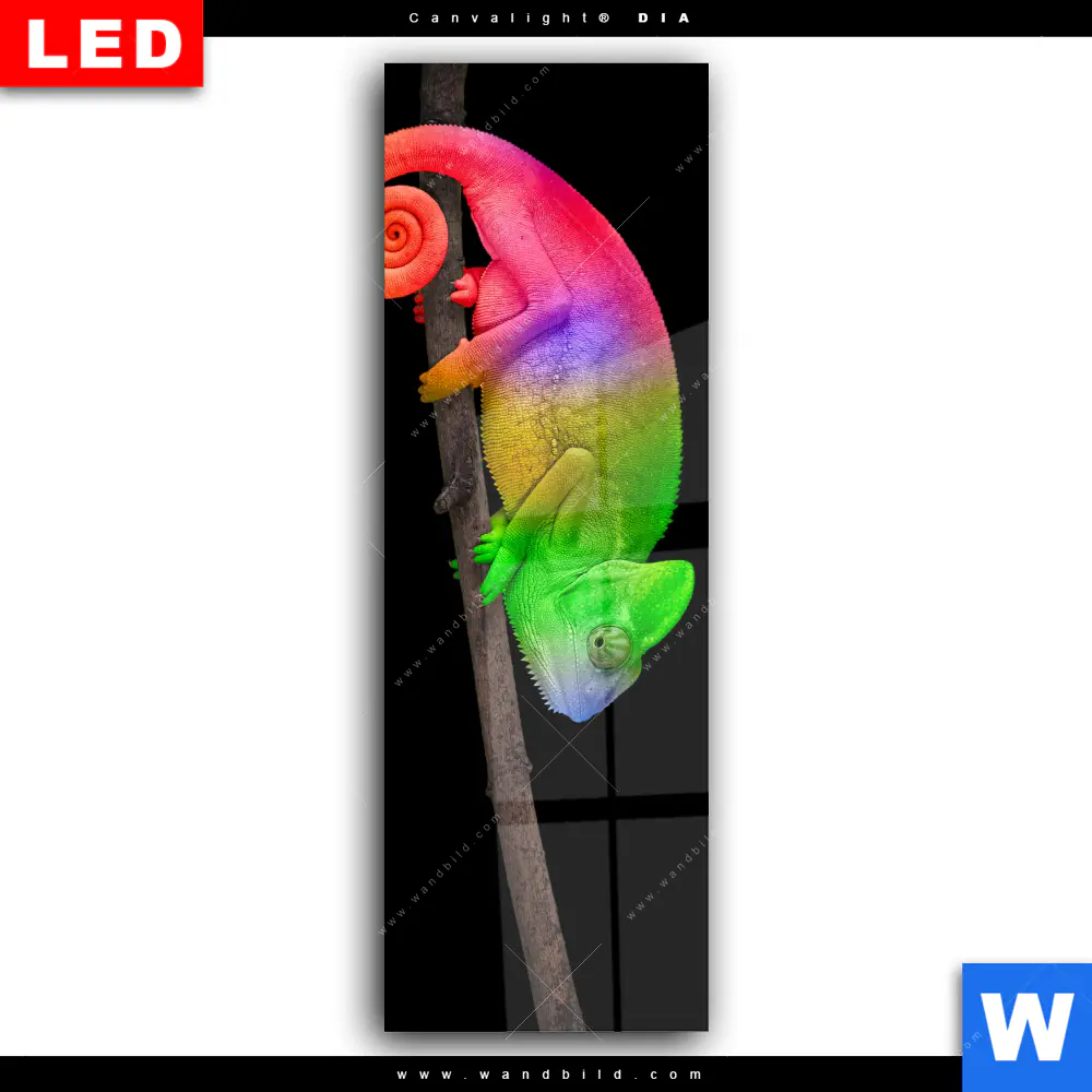 Wechselmotiv Acrylglas Canvalight® DIA | Regenbogen Chamäleon | Schmal - Image 2