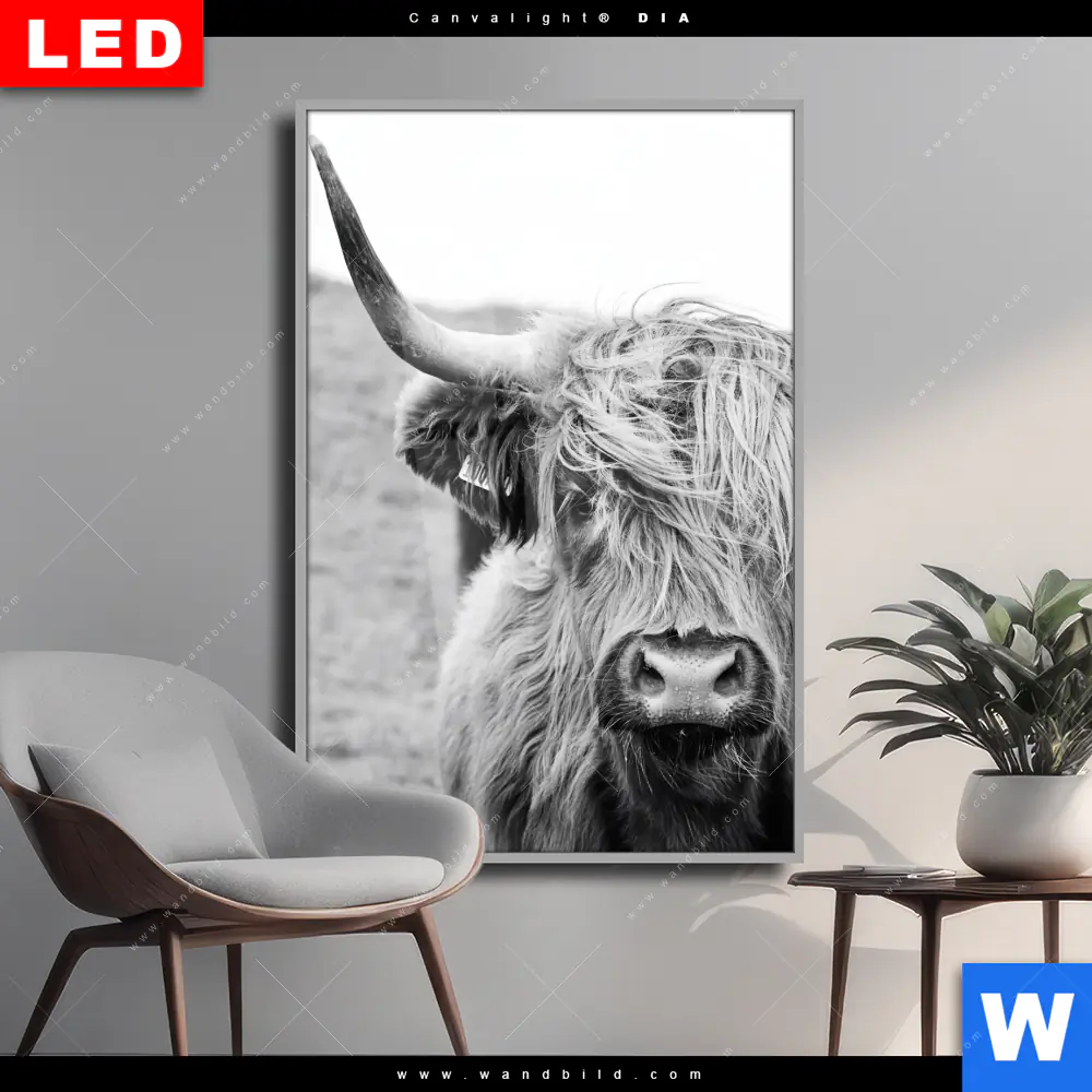 Wechselmotiv Acrylglas Canvalight® DIA | Rind im Hochland | Hochformat
