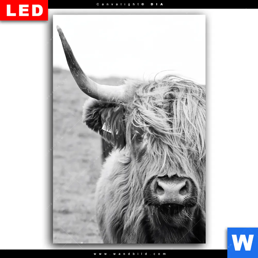 Wechselmotiv Acrylglas Canvalight® DIA | Rind im Hochland | Hochformat - Image 2