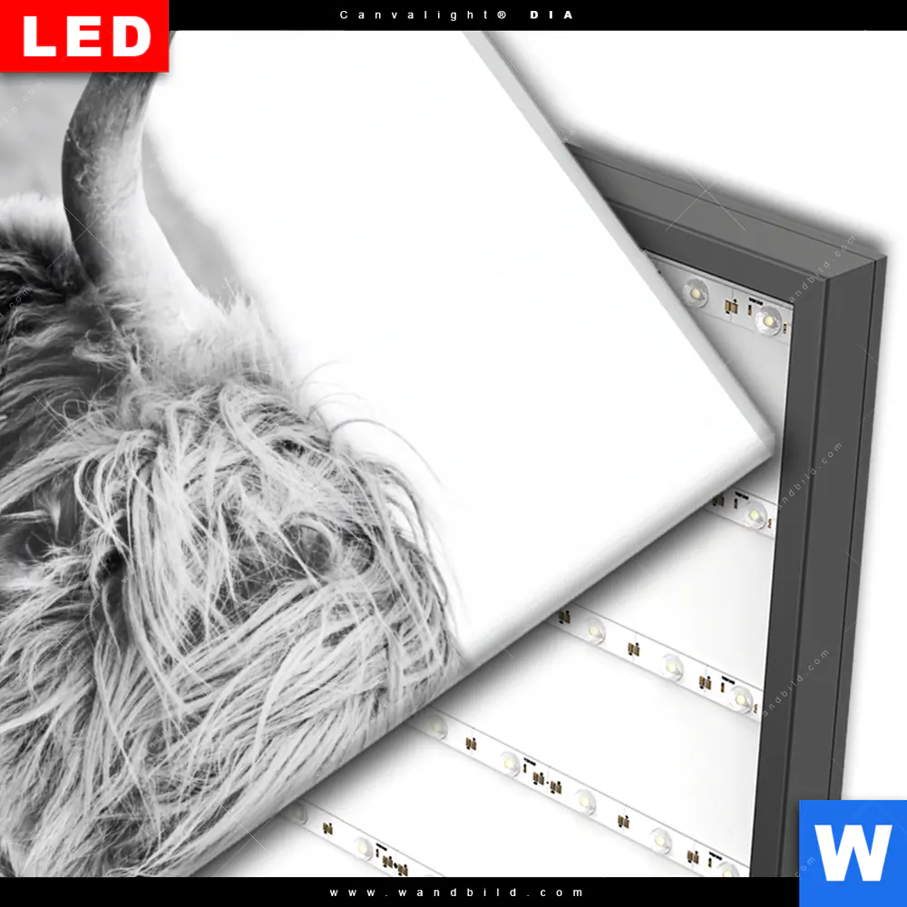 Wechselmotiv Acrylglas Canvalight® DIA | Rind im Hochland | Hochformat - Image 3