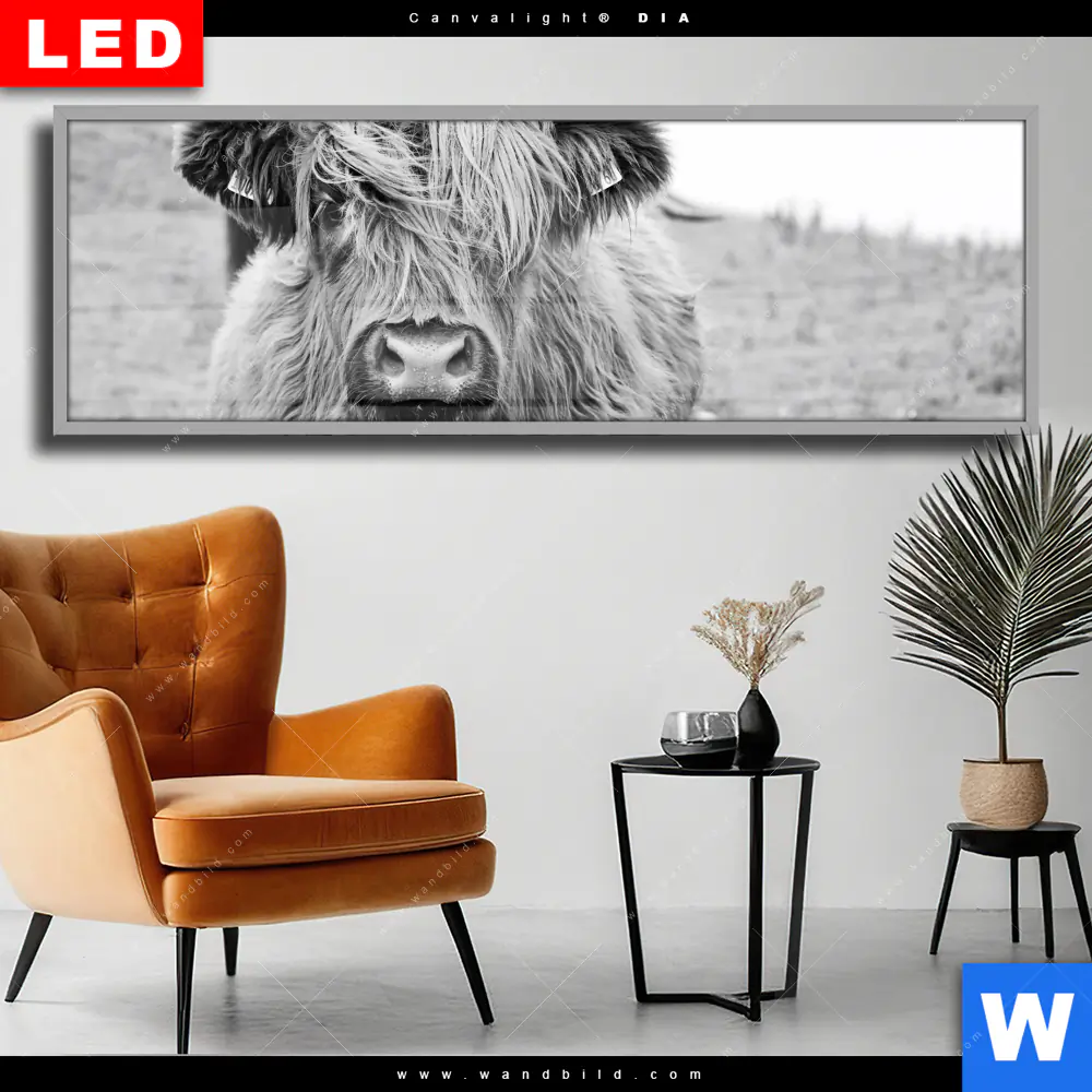 Wechselmotiv Acrylglas Canvalight® DIA | Rind im Hochland | Panorama