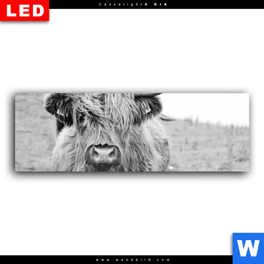 Wechselmotiv Acrylglas Canvalight® DIA | Rind im Hochland | Panorama - Image 2