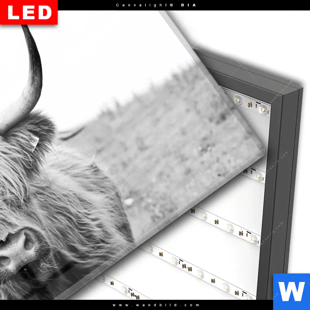 Wechselmotiv Acrylglas Canvalight® DIA | Rind im Hochland | Querformat - Image 3