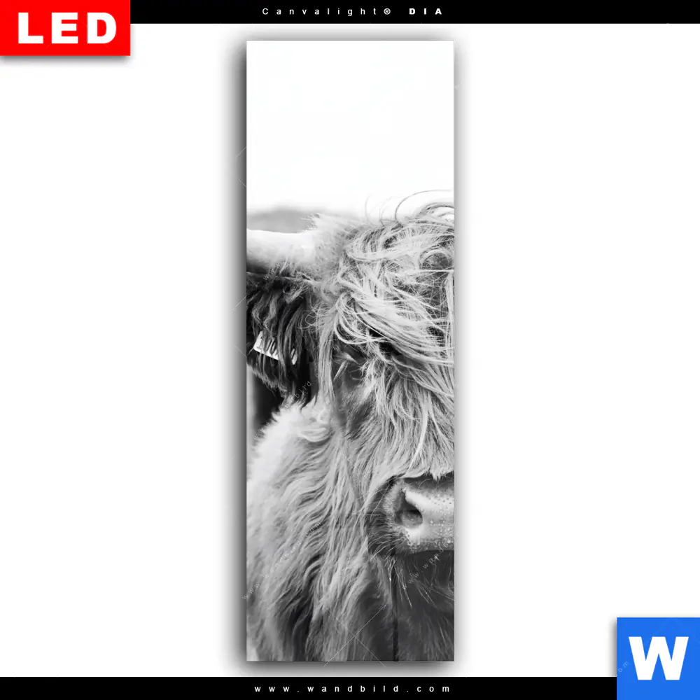 Wechselmotiv Acrylglas Canvalight® DIA | Rind im Hochland | Schmal - Image 2