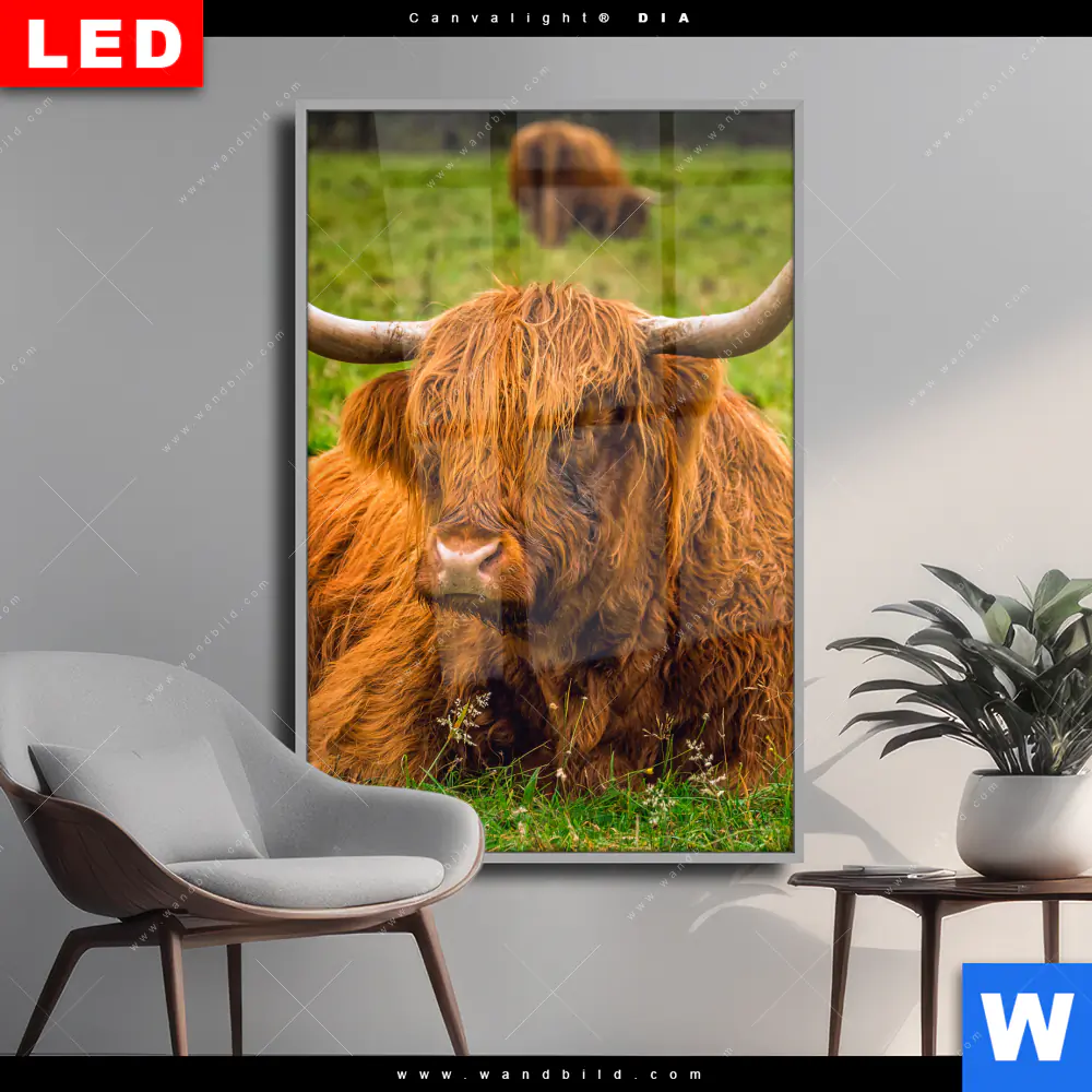 Wechselmotiv Acrylglas Canvalight® DIA | Rind in den schottischen Highlands | Hochformat