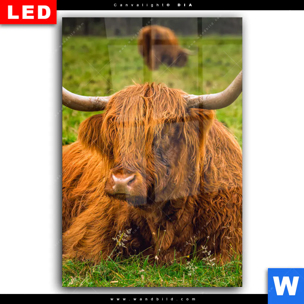 Wechselmotiv Acrylglas Canvalight® DIA | Rind in den schottischen Highlands | Hochformat - Image 2