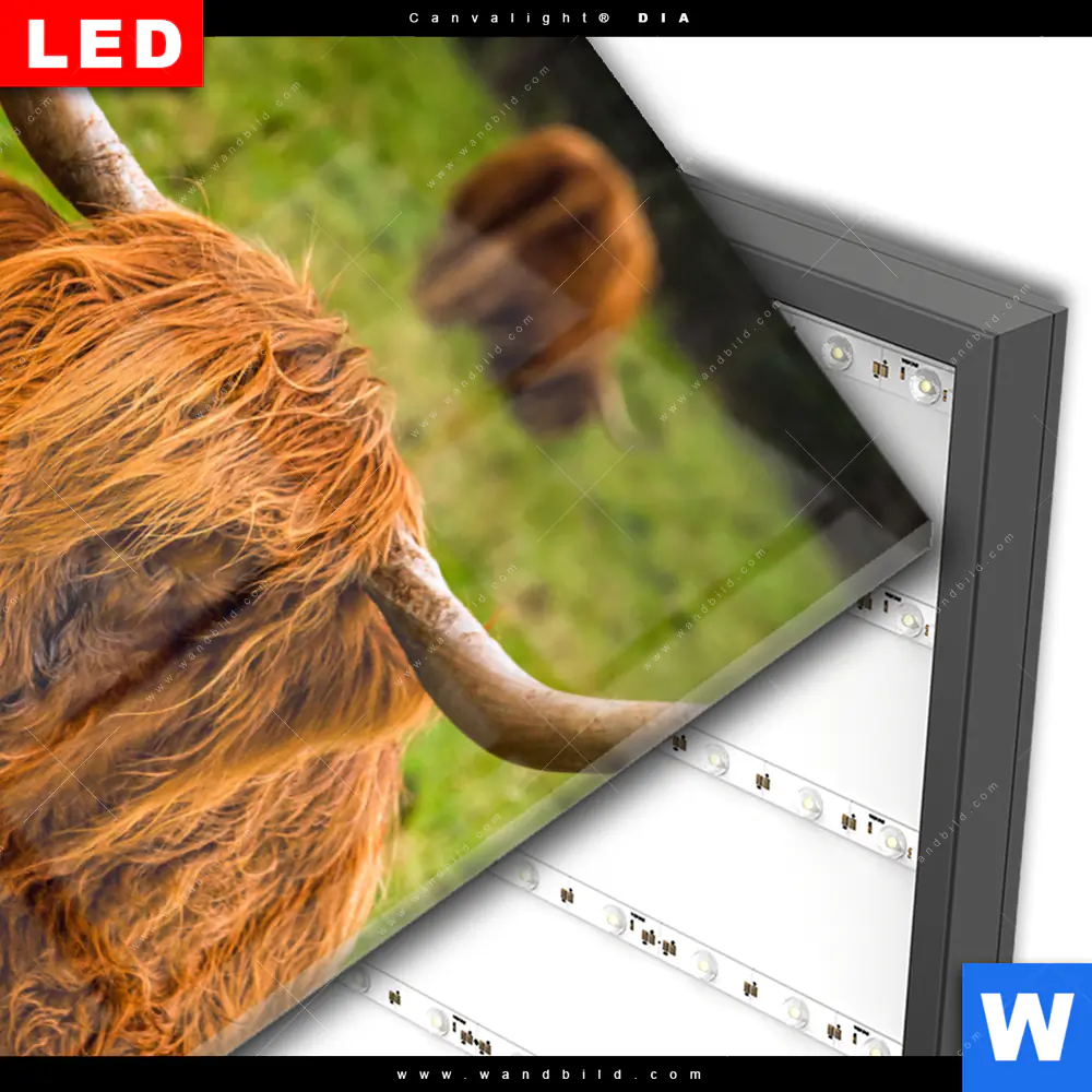 Wechselmotiv Acrylglas Canvalight® DIA | Rind in den schottischen Highlands | Hochformat - Image 3