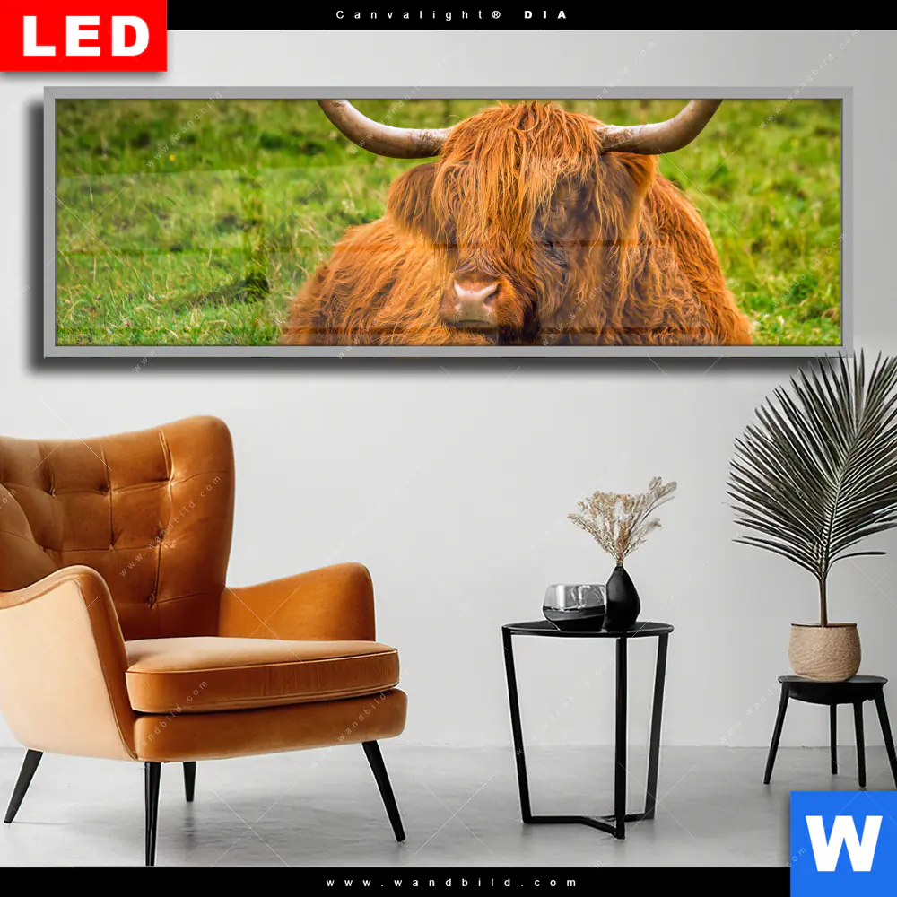 Wechselmotiv Acrylglas Canvalight® DIA | Rind in den schottischen Highlands | Panorama