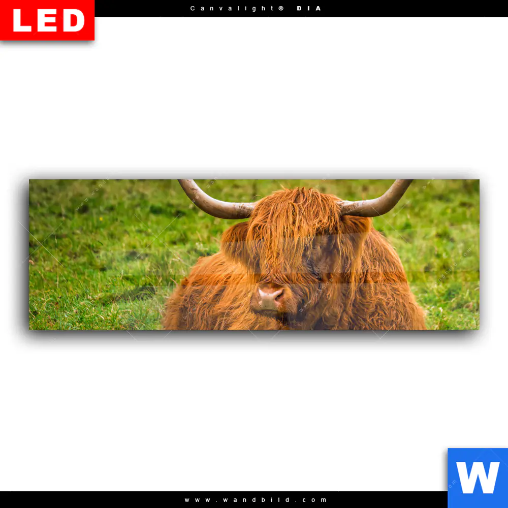 Wechselmotiv Acrylglas Canvalight® DIA | Rind in den schottischen Highlands | Panorama - Image 2