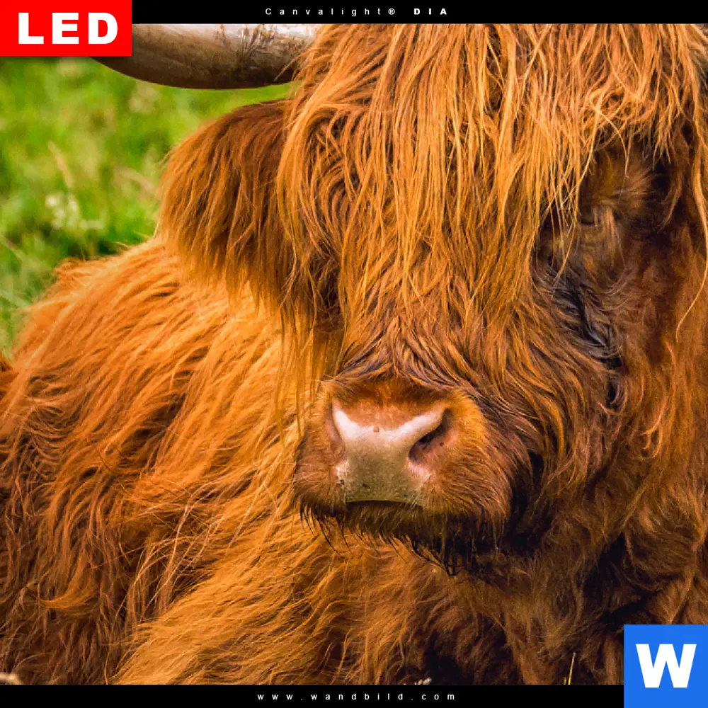 Wechselmotiv Acrylglas Canvalight® DIA | Rind in den schottischen Highlands | Panorama - Image 4
