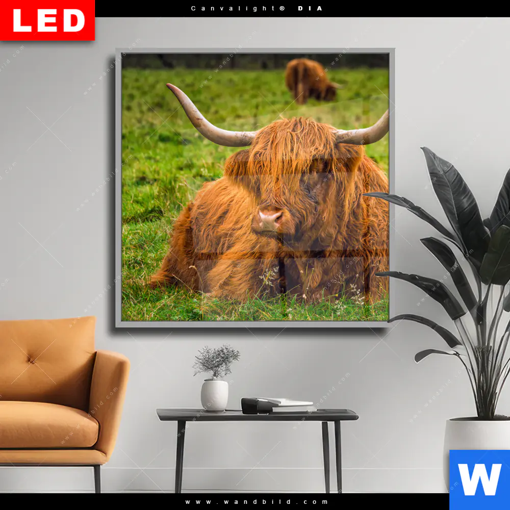 Wechselmotiv Acrylglas Canvalight® DIA | Rind in den schottischen Highlands | Quadrat