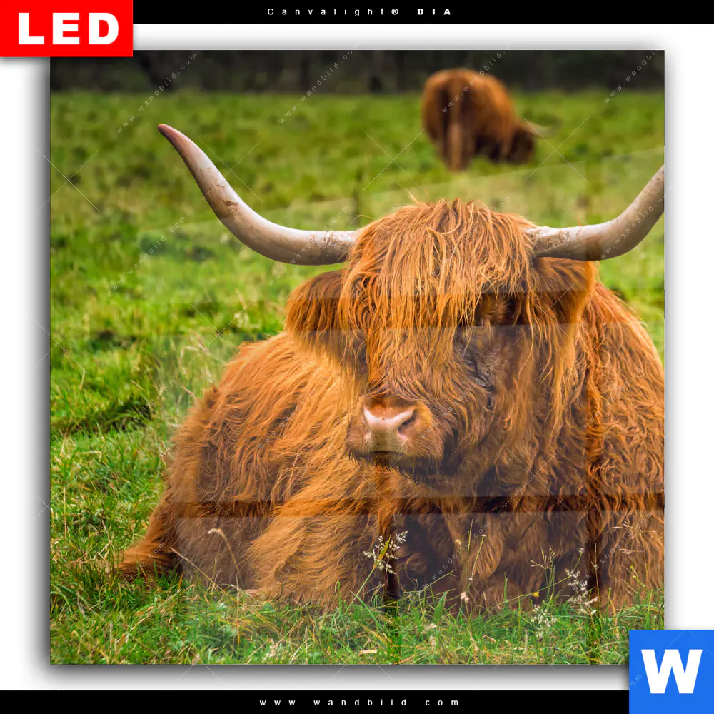 Wechselmotiv Acrylglas Canvalight® DIA | Rind in den schottischen Highlands | Quadrat - Image 2