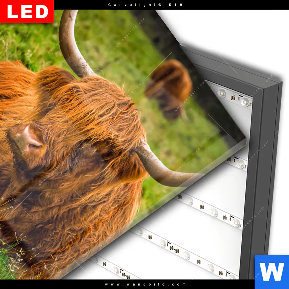 Wechselmotiv Acrylglas Canvalight® DIA | Rind in den schottischen Highlands | Quadrat - Image 3