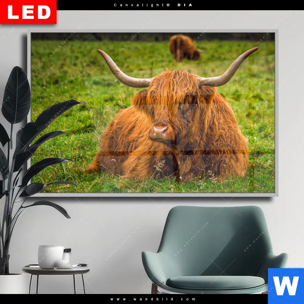 Wechselmotiv Acrylglas Canvalight® DIA | Rind in den schottischen Highlands | Querformat