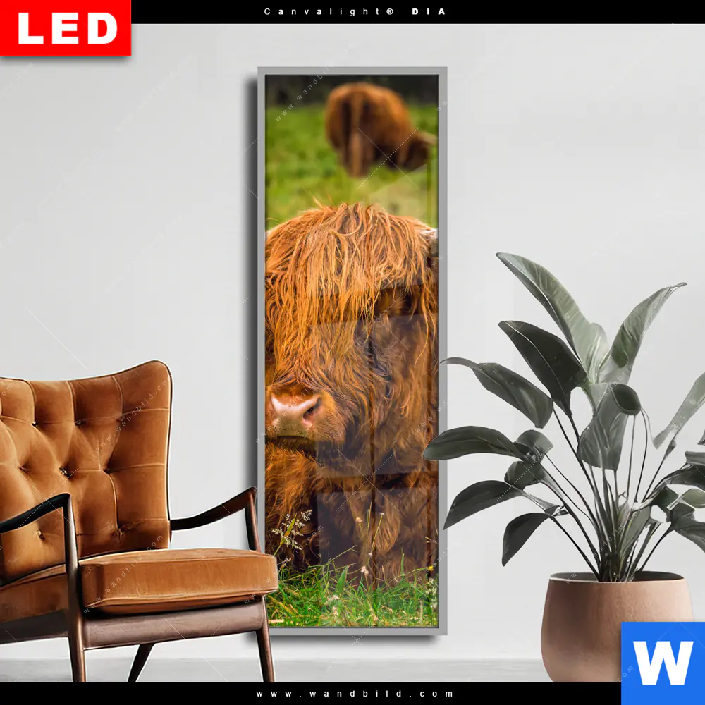 Wechselmotiv Acrylglas Canvalight® DIA | Rind in den schottischen Highlands | Schmal