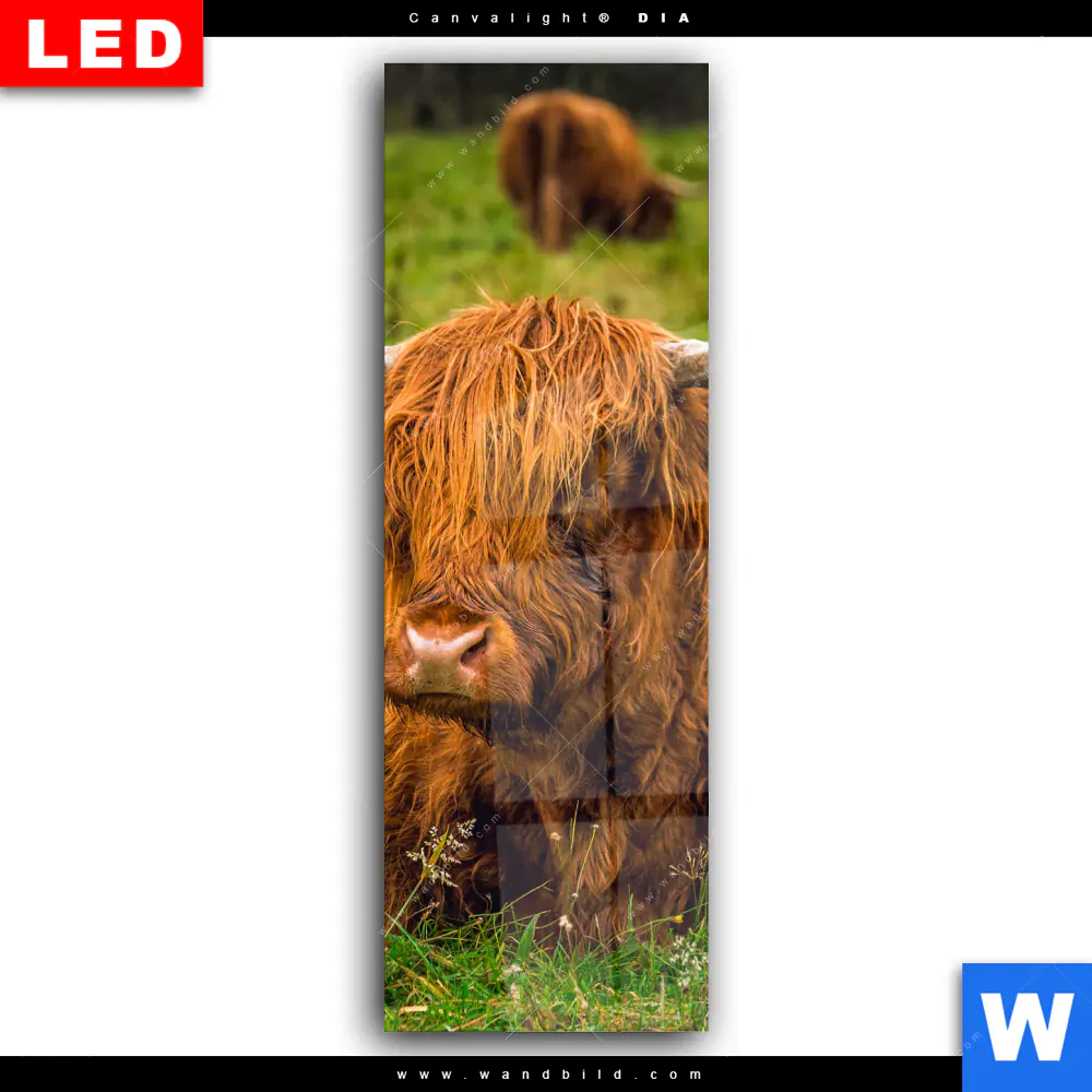 Wechselmotiv Acrylglas Canvalight® DIA | Rind in den schottischen Highlands | Schmal - Image 2