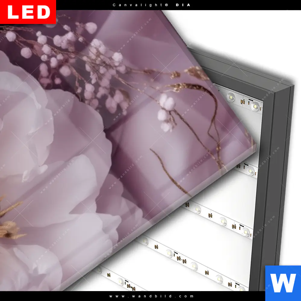 Wechselmotiv Acrylglas Canvalight® DIA | Romantische Pfingstrosen | Panorama - Image 3
