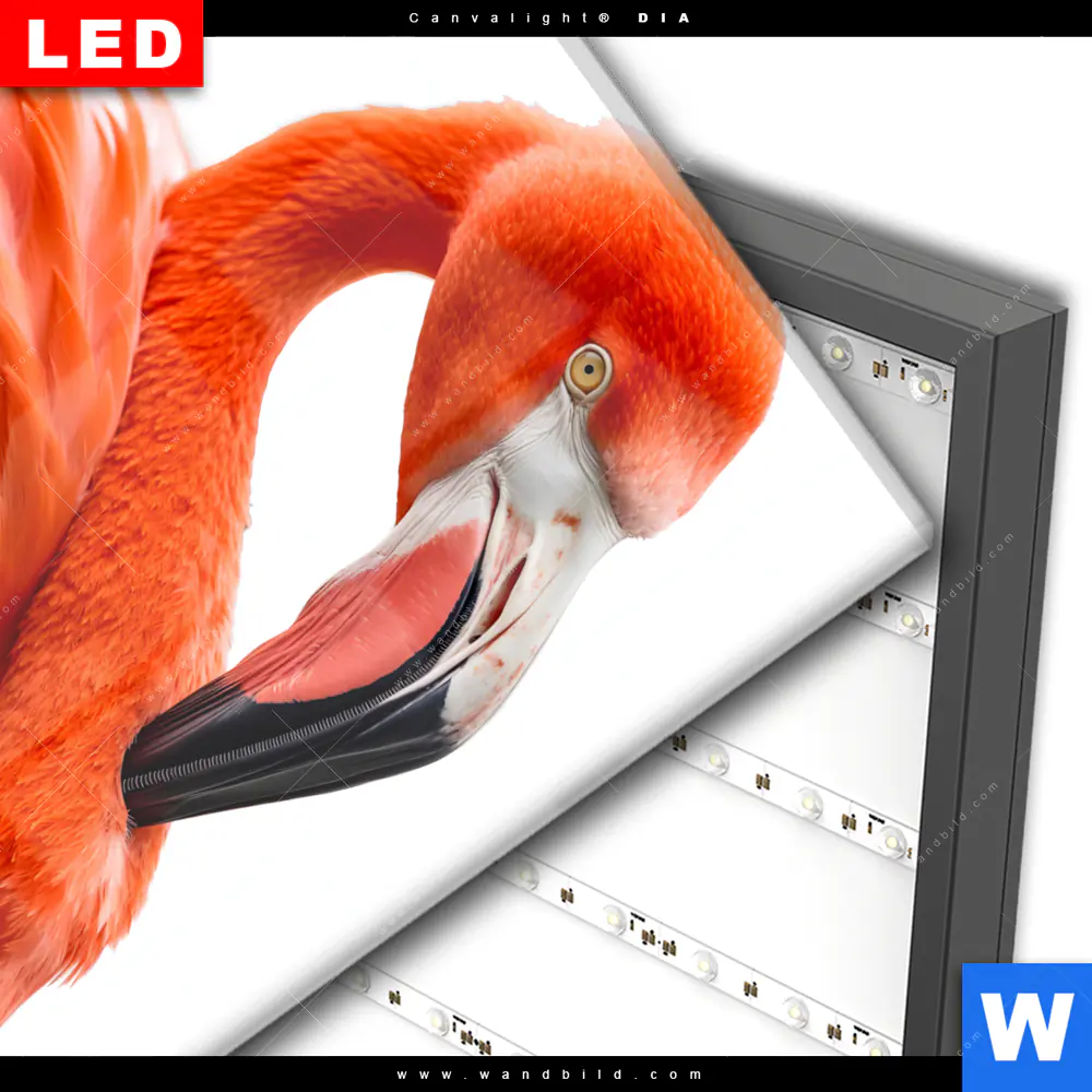 Wechselmotiv Acrylglas Canvalight® DIA | Rosa Flamingo | Quadrat - Image 3