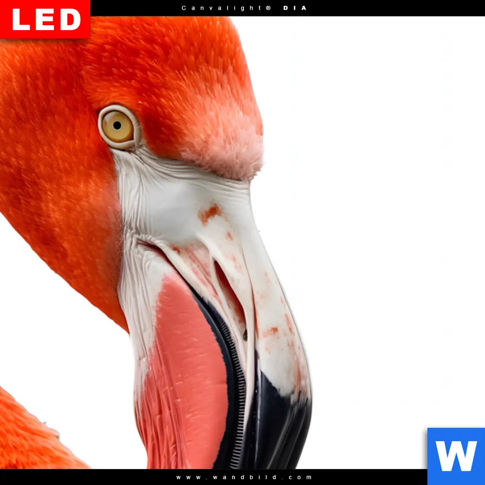 Wechselmotiv Acrylglas Canvalight® DIA | Rosa Flamingo | Quadrat - Image 4