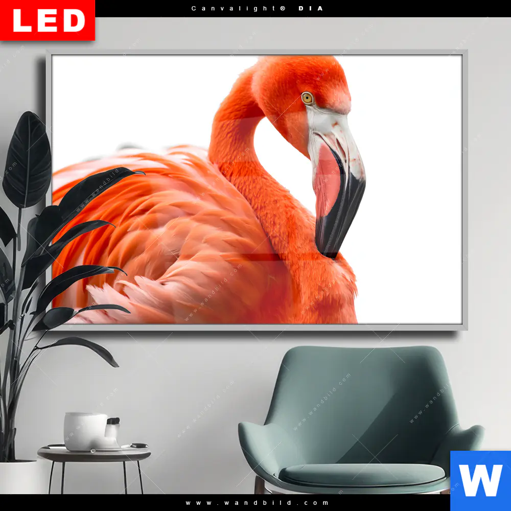 Wechselmotiv Acrylglas Canvalight® DIA | Rosa Flamingo | Querformat