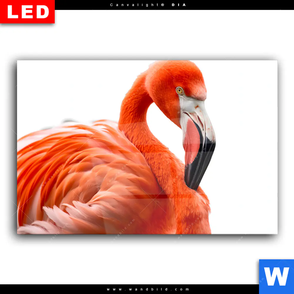 Wechselmotiv Acrylglas Canvalight® DIA | Rosa Flamingo | Querformat - Image 2
