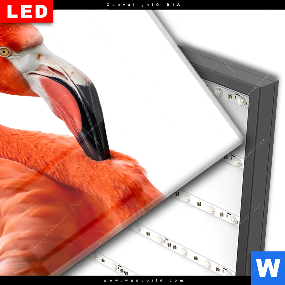 Wechselmotiv Acrylglas Canvalight® DIA | Rosa Flamingo | Querformat - Image 3