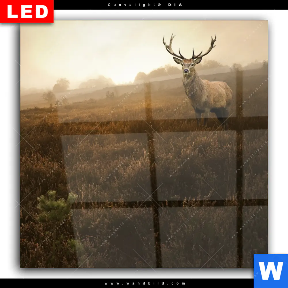 Wechselmotiv Acrylglas Canvalight® DIA | Rothirsch im Nebel | Quadrat - Image 2